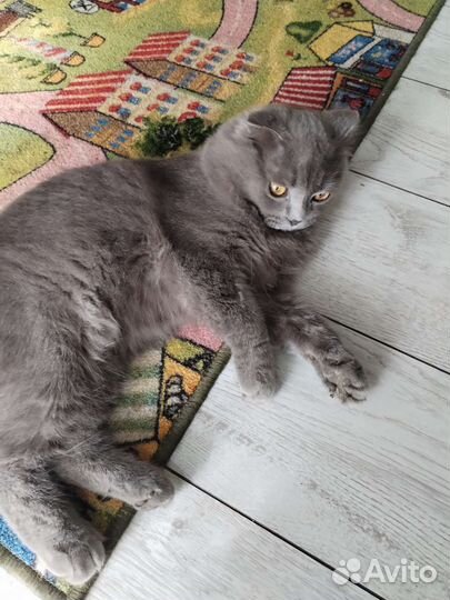 Британский вислоухий кот