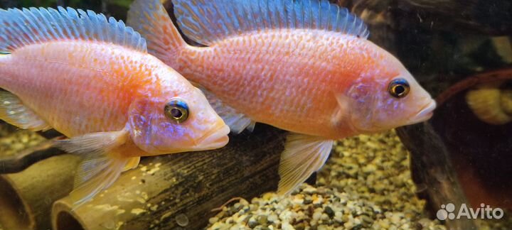 Аквариумные рыбки