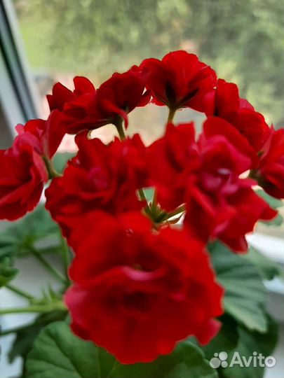 Пеларгония герань