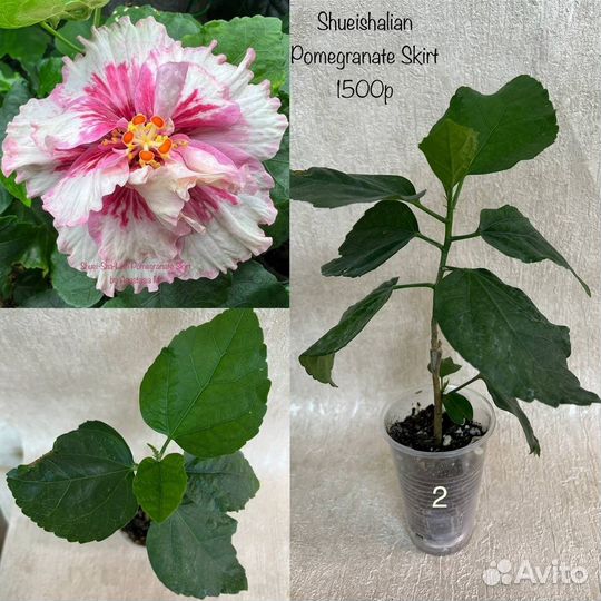 Гибискусы сортовые