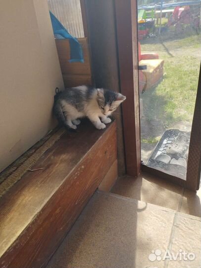 Отдам котят милашек