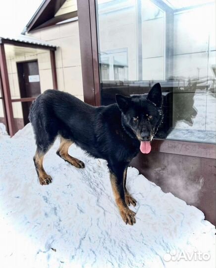 Предлагаем хорошего друга без коварства и лести