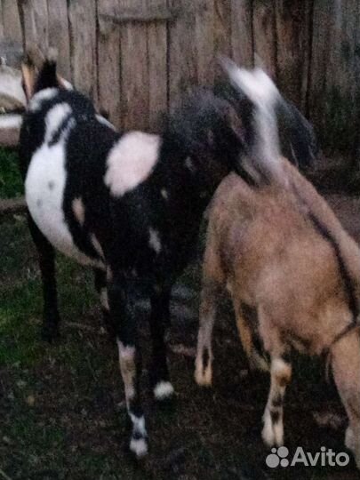 Коза помесь чешского и зоаненской козы