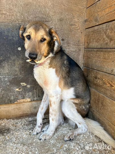 Зита пожилая собачка из приюта ждёт хозяина