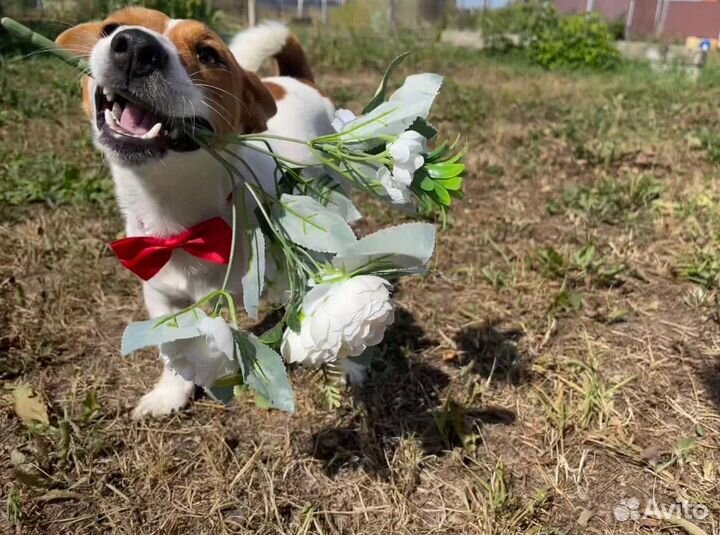 Вязка джек рассел терьер