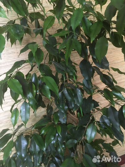 Фикус бенджамина