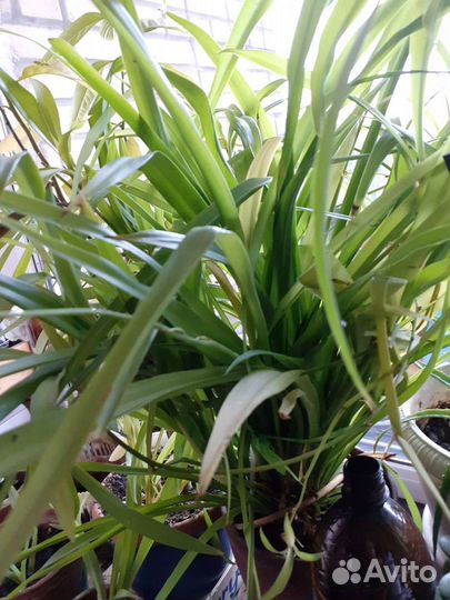 Денежное дерево-Толстянка и кислица цветы