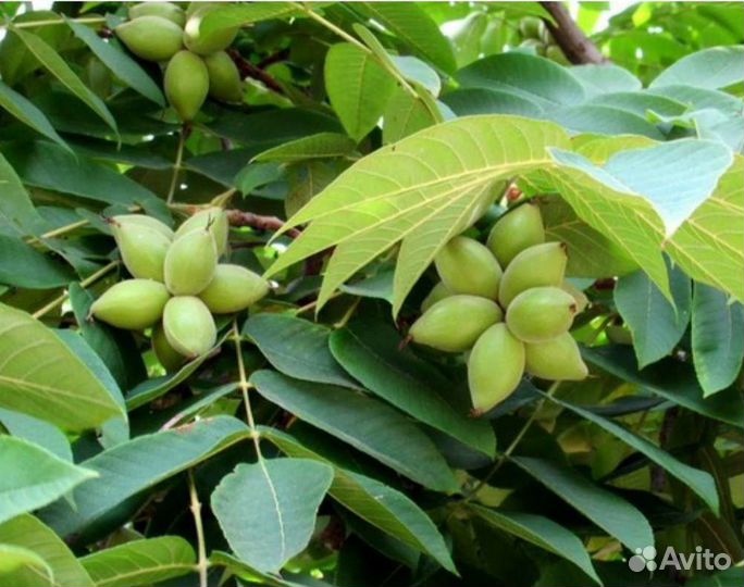 Орех маньчжурский саженцы