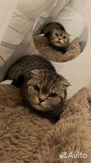 Шотландская вислоухая кошка