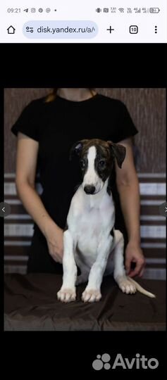 Кобель грейхаунда щенок