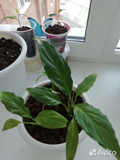 Спатифиллум (женское счастье) Молодые отростки