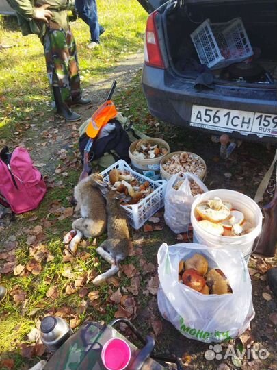 Охота с гончей