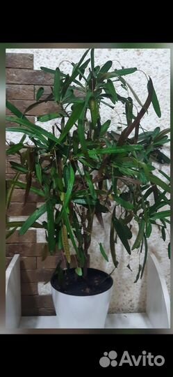 Кодиеум кротон