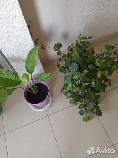 Спатифиллум