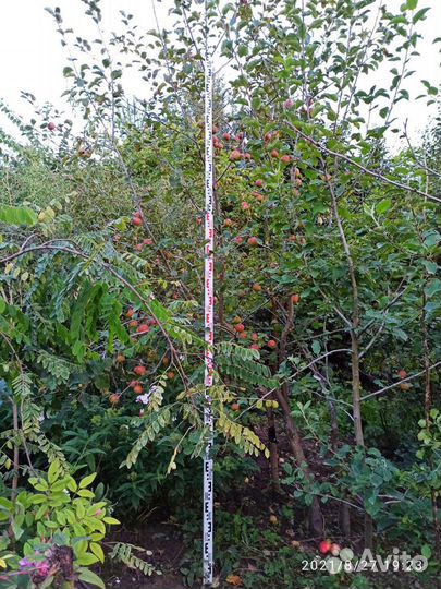 Яблоня крупномер саженцы