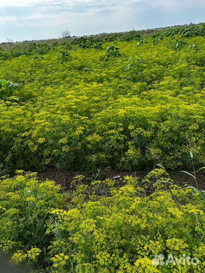 Укроп , перец