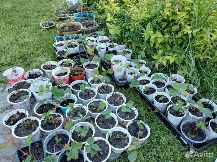 Саженцы клубники