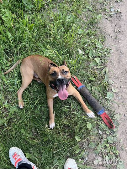 Амстафф вязка