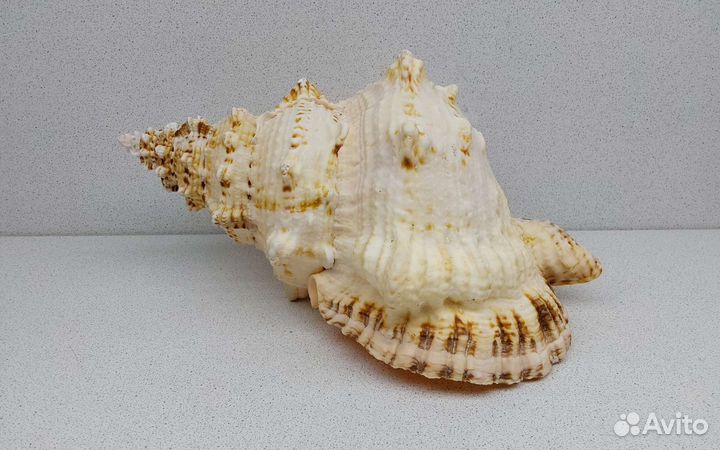 Бурса Буба 26,4 морская ракушка раковина