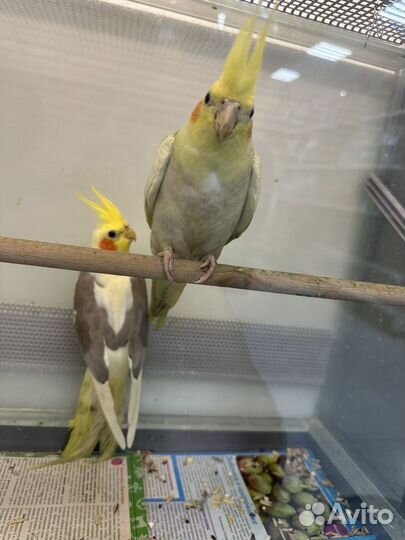 Птенцы волнистый попугай