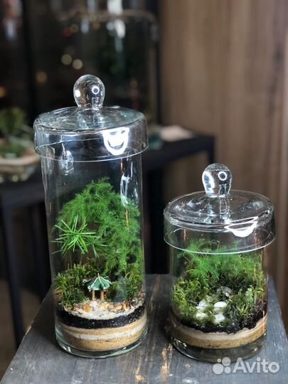 Флорариумы с живыми растениями. В наличии