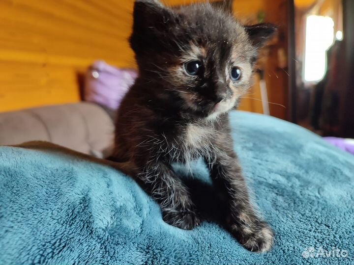 Котята в добрые руки бесплатно