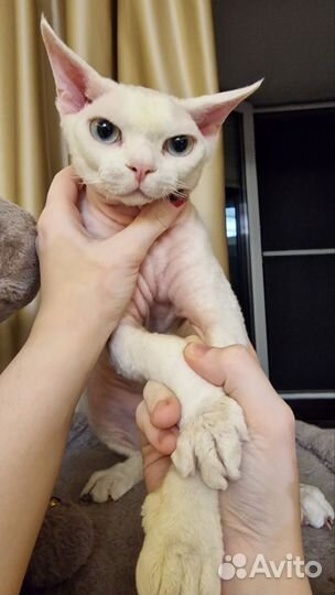 Котики в дар