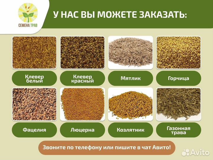 Семена фацелии