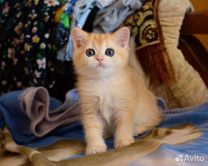 Шотландская девочка