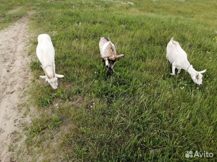 Три козы