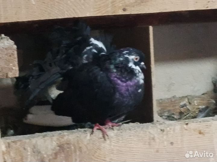 Птицы голуби