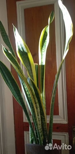 Сансевиерия или 