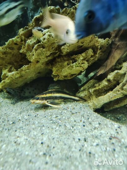 Сомы синодонис и платидорас