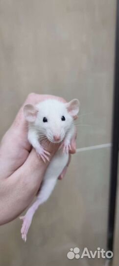 Крысята крысы дамбо стандарт фавн сиам