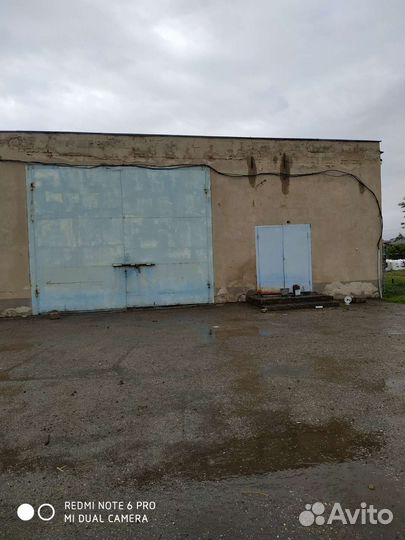 Овцы ягнята