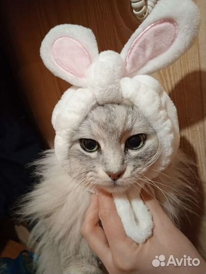 Полубританец, домашний