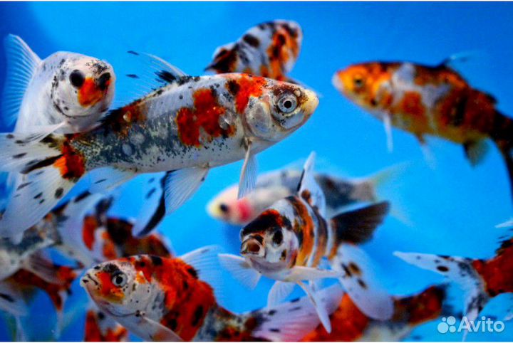 Шубункин. Комета. Золотая рыбка