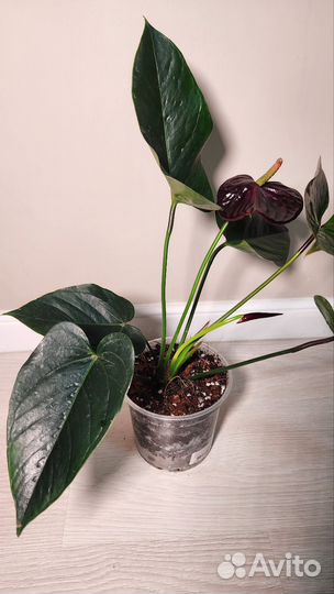 Антуриум Гиант Шоколад