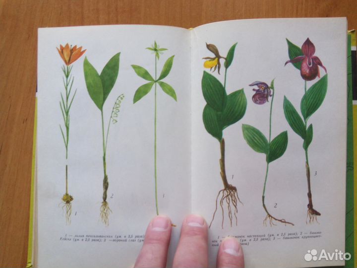 Полезные Растения Сибири