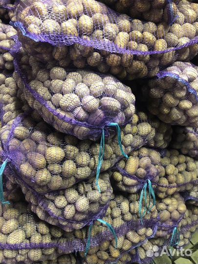 Продаю семенной картофель