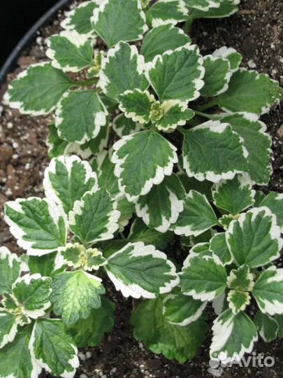 Оттона, плектрантус