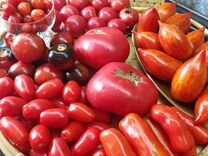 Семена коллекционных сортов томатов детов низких