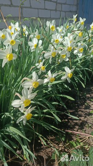 Луковицы нарциссов (цена за 5 луковиц)