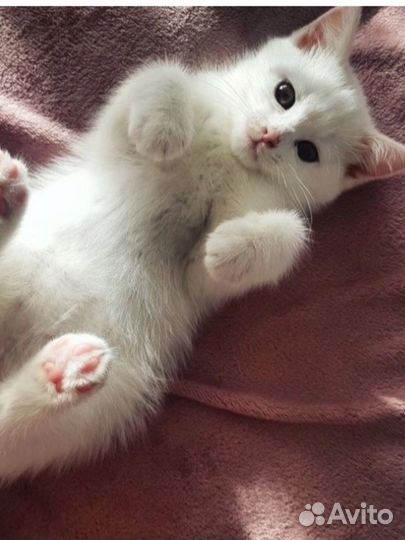 Передержка животных кошек зооняня