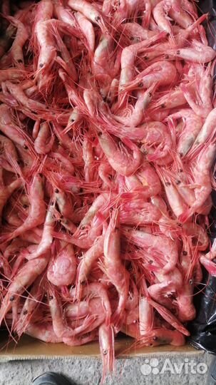 Креветка северная