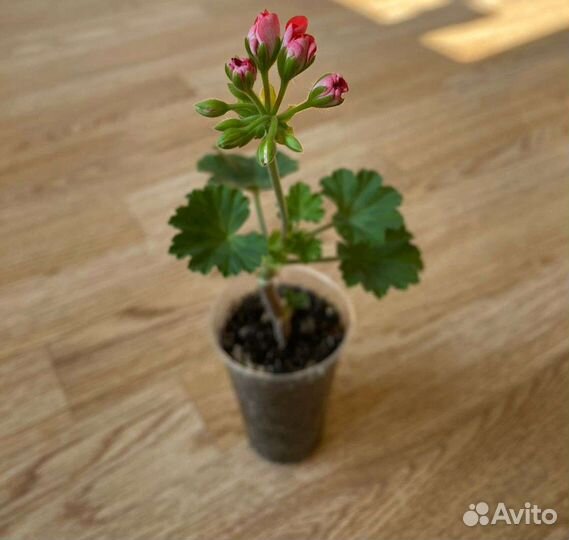 Пеларгония герань розебудная цветущая