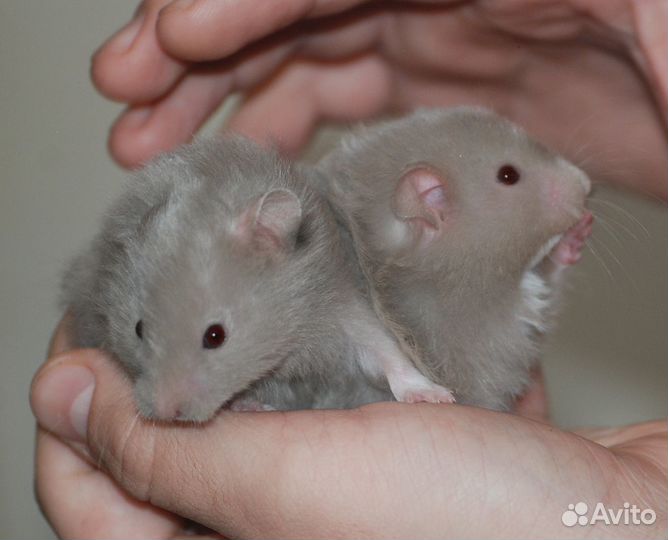 Ангорские длинношерстные сатиновые хомячки