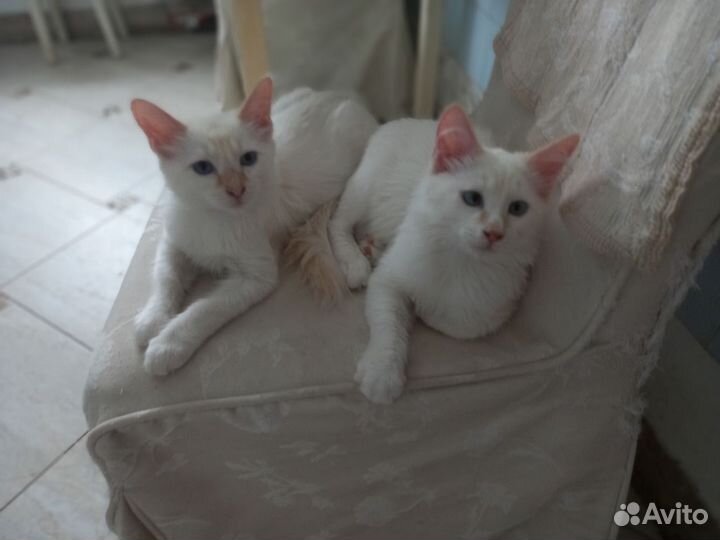 Котята в добрые руки бесплатно