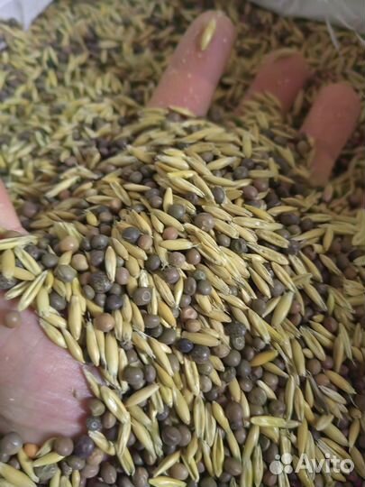 Семена вика овес