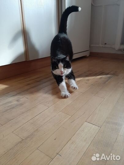 Передержка котов/кошек в квартире